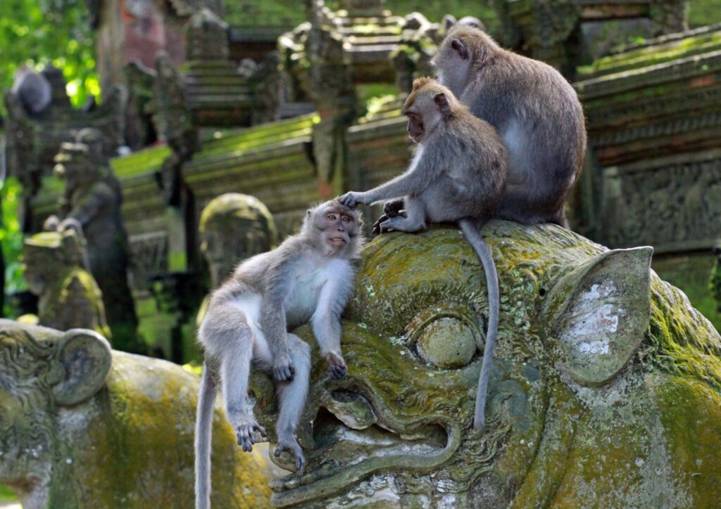 Ubud Monkey Forest