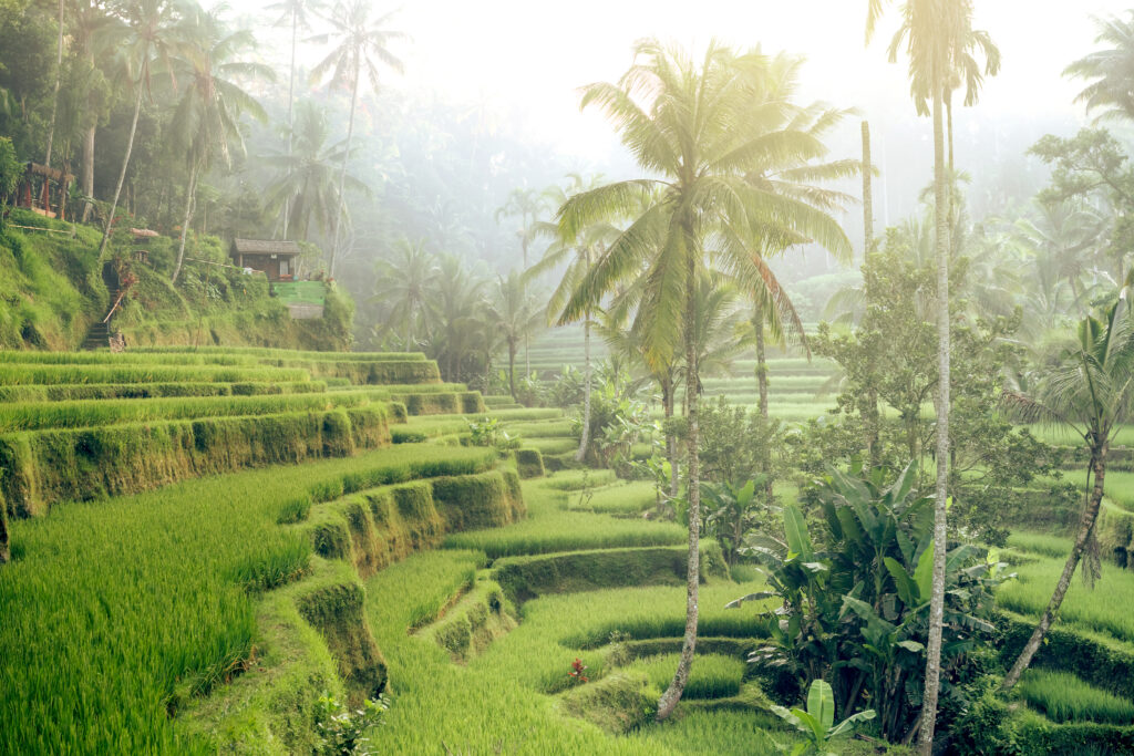 Ubud Spiritual Experience